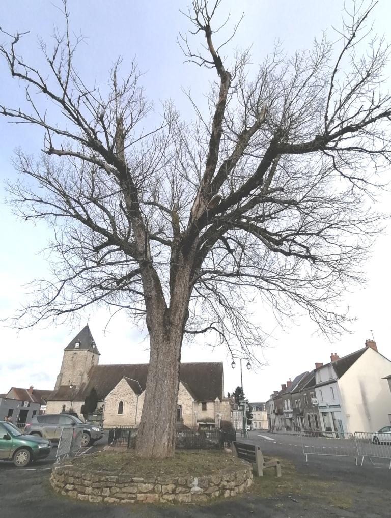 Fevrier 2025 arbre de la liberte